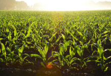 „Das Land hilft“ – Webgains und namenhafte Publisher unterstützen die Initiative des Bundesministeriums für Ernährung und Landwirtschaft