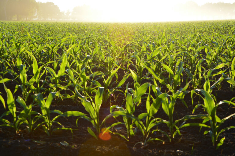 „Das Land hilft“ –  Webgains und namenhafte Publisher unterstützen die Initiative des Bundesministeriums für Ernährung und Landwirtschaft